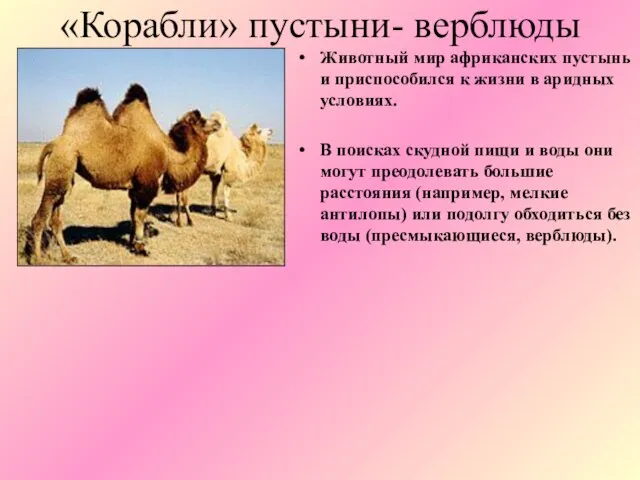 «Корабли» пустыни- верблюды Животный мир африканских пустынь и приспособился к жизни