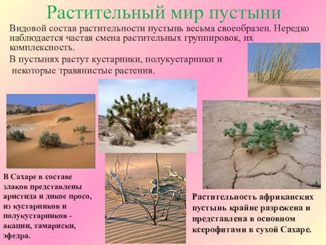 Видовой состав растительности пустынь весьма своеобразен. Нередко наблюдается частая смена растительных