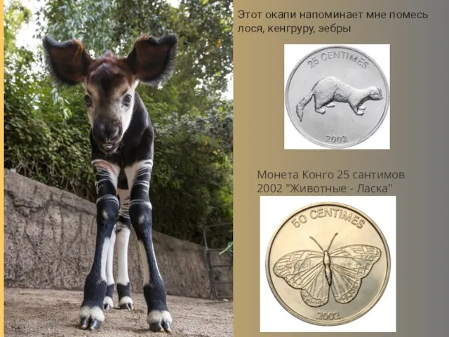 Этот окапи напоминает мне помесь лося, кенгруру, зебры Монета Конго 25 сантимов 2002 "Животные - Ласка"
