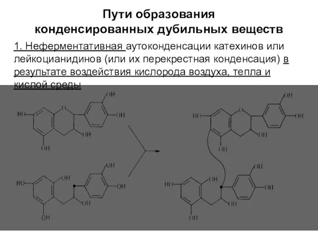 Пути образования конденсированных дубильных веществ 1. Неферментативная аутоконденсации катехинов или лейкоцианидинов