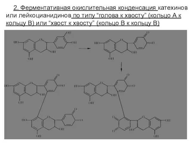 2. Ферментативная окислительная конденсация катехинов или лейкоцианидинов по типу “голова к