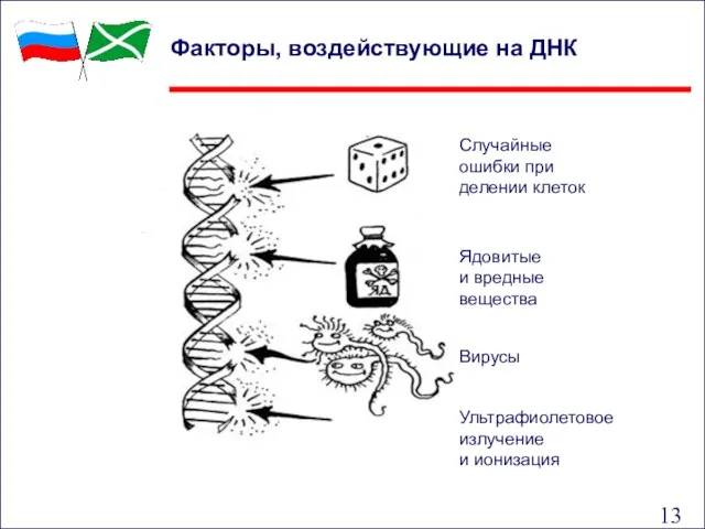 Факторы, воздействующие на ДНК Случайные ошибки при делении клеток Ультрафиолетовое излучение