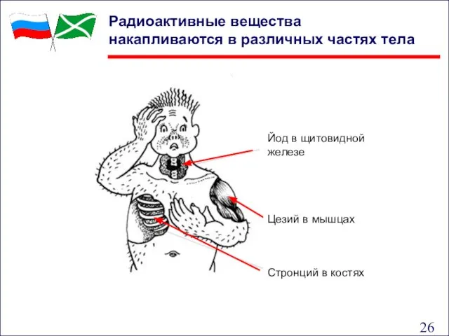 Радиоактивные вещества накапливаются в различных частях тела Йод в щитовидной железе