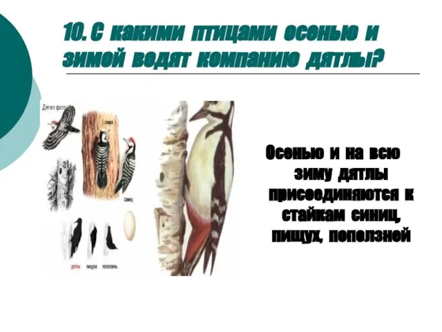 10. С какими птицами осенью и зимой водят компанию дятлы? Осенью