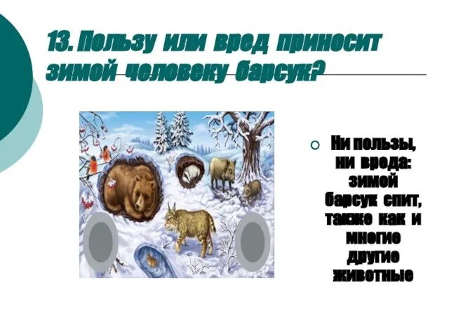 13. Пользу или вред приносит зимой человеку барсук? Ни пользы, ни