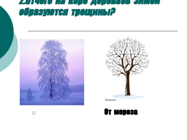 2.Отчего на коре деревьев зимой образуются трещины? От мороза