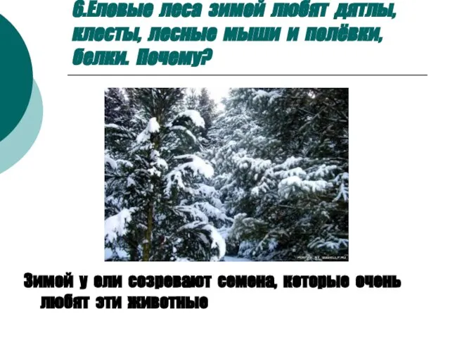 6.Еловые леса зимой любят дятлы, клесты, лесные мыши и полёвки, белки.