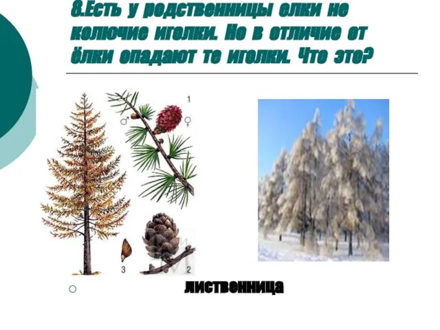 8.Есть у родственницы елки не колючие иголки. Но в отличие от