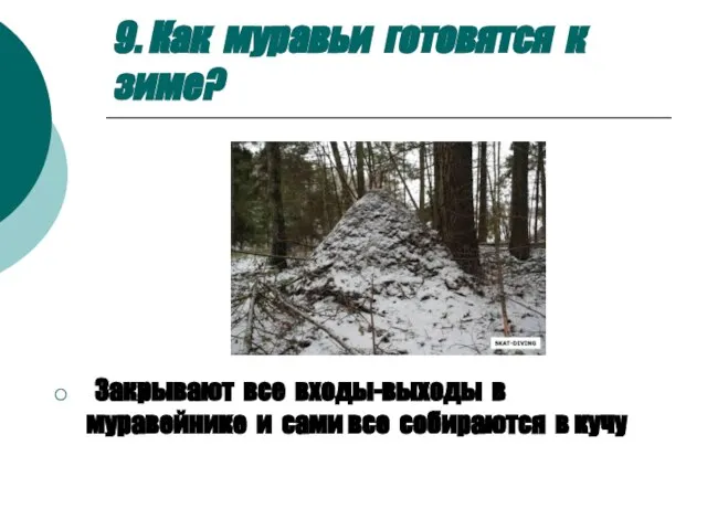 9. Как муравьи готовятся к зиме? Закрывают все входы-выходы в муравейнике