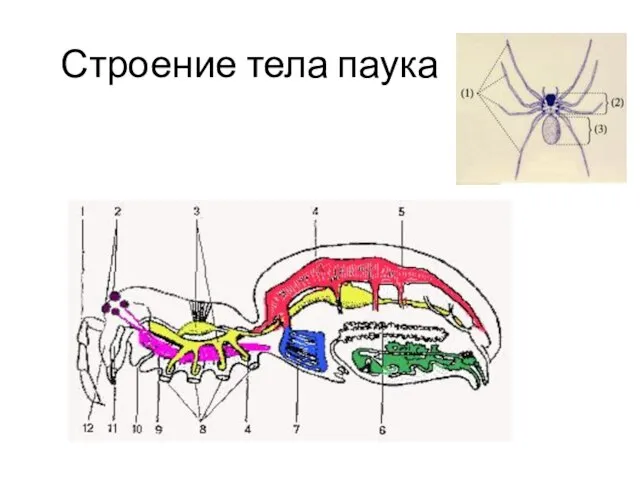 Строение тела паука