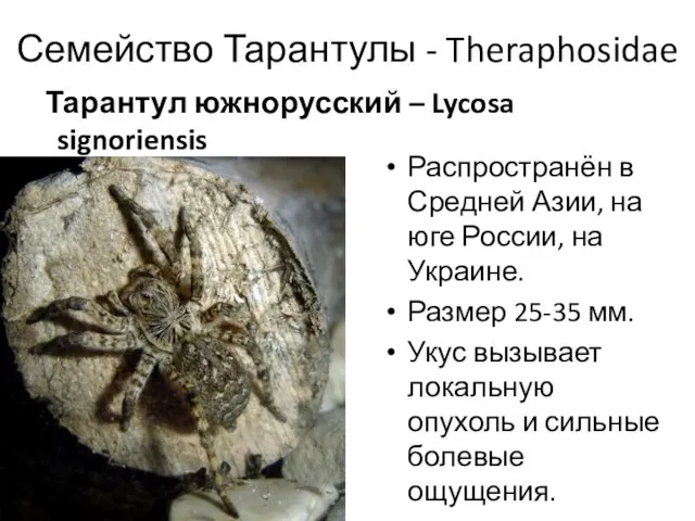 Семейство Тарантулы - Theraphosidae Распространён в Средней Азии, на юге России,