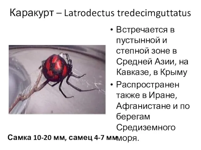 Каракурт – Latrodectus tredecimguttatus Самка 10-20 мм, самец 4-7 мм Встречается