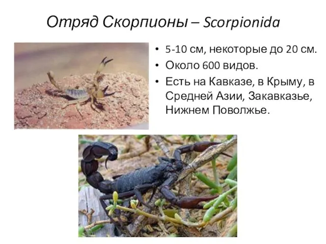 Отряд Скорпионы – Scorpionida 5-10 см, некоторые до 20 см. Около