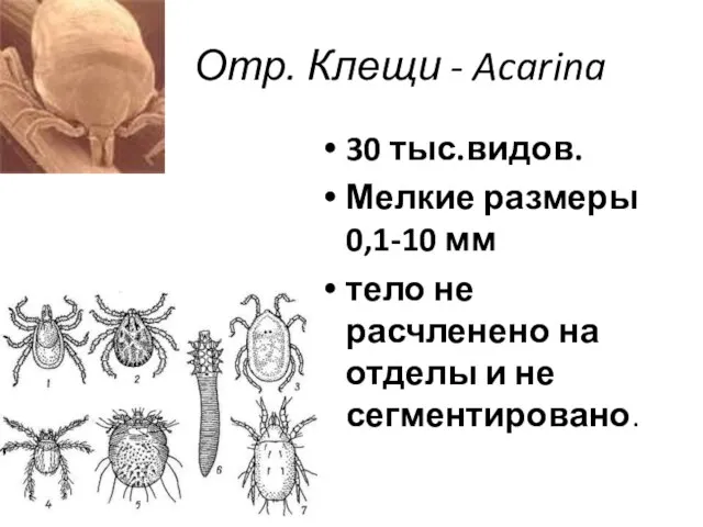 Отр. Клещи - Acarina 30 тыс.видов. Мелкие размеры 0,1-10 мм тело