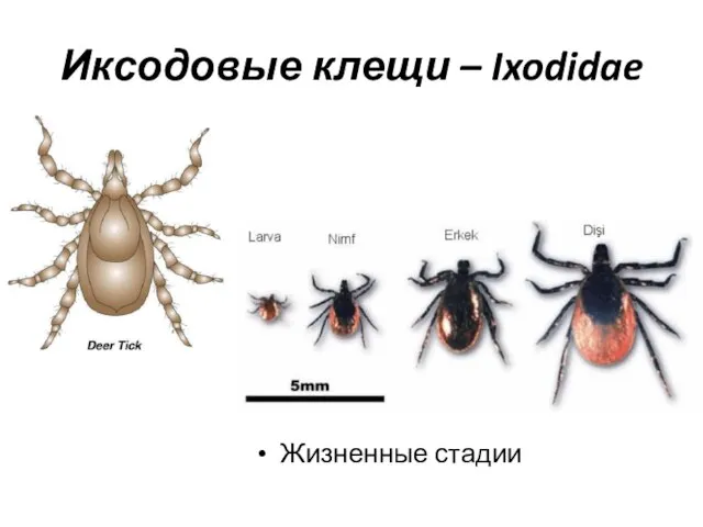 Иксодовые клещи – Ixodidae Жизненные стадии