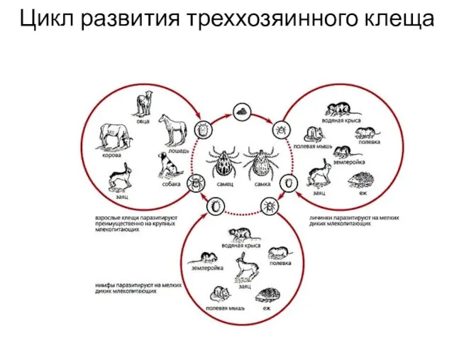 Цикл развития треххозяинного клеща