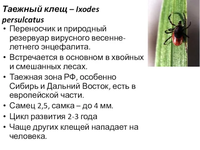 Таежный клещ – Ixodes persulcatus Переносчик и природный резервуар вирусного весенне-летнего