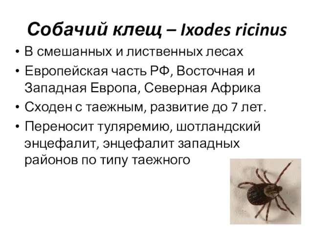 Собачий клещ – Ixodes ricinus В смешанных и лиственных лесах Европейская