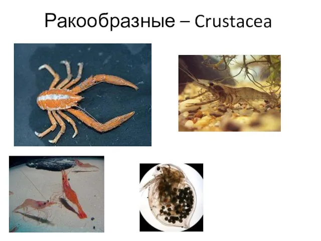 Ракообразные – Crustacea