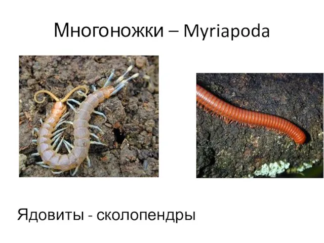 Многоножки – Myriapoda Ядовиты - сколопендры