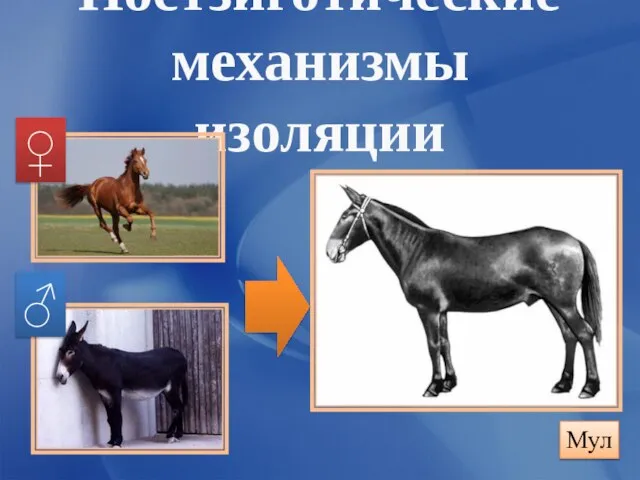 Постзиготические механизмы изоляции ♀ ♂ Мул