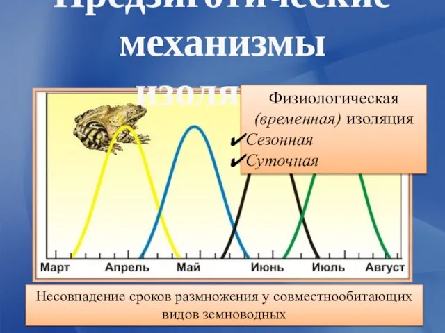 Предзиготические механизмы изоляции Несовпадение сроков размножения у совместнообитающих видов земноводных Физиологическая (временная) изоляция Сезонная Суточная