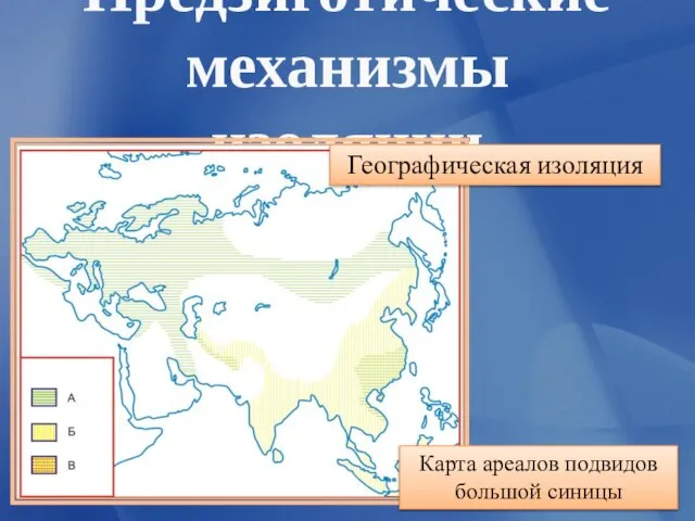 Предзиготические механизмы изоляции Карта ареалов подвидов большой синицы Географическая изоляция