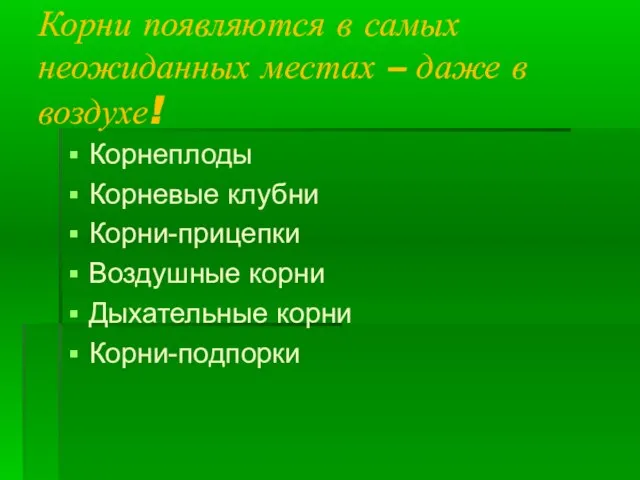 Корни появляются в самых неожиданных местах – даже в воздухе! Корнеплоды