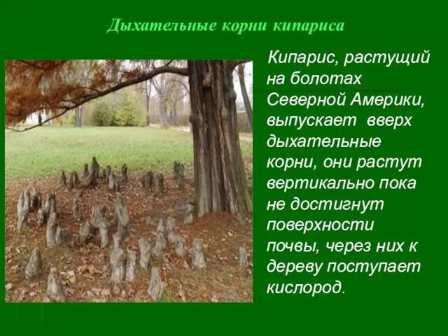 Дыхательные корни кипариса Кипарис, растущий на болотах Северной Америки, выпускает вверх