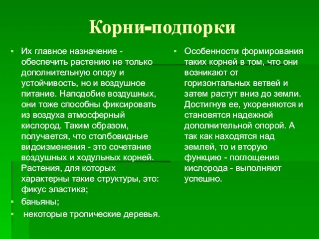 Корни-подпорки Их главное назначение - обеспечить растению не только дополнительную опору