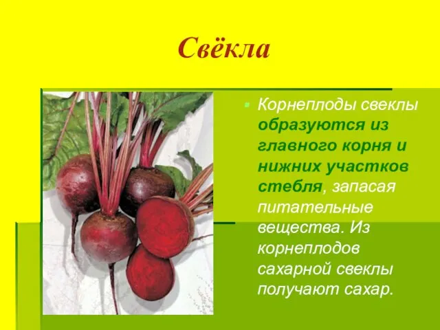 Свёкла Корнеплоды свеклы образуются из главного корня и нижних участков стебля,