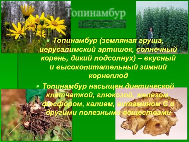 Топинамбур Топинамбур (земляная груша, иерусалимский артишок, солнечный корень, дикий подсолнух) –