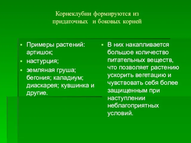 Корнеклубни формируются из придаточных и боковых корней Примеры растений: артишок; настурция;