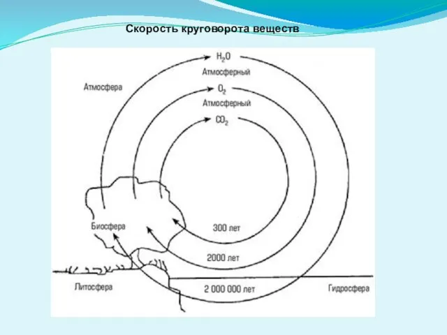 Скорость круговорота веществ