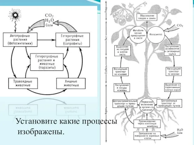 Установите какие процессы изображены.