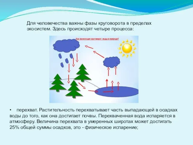 Для человечества важны фазы круговорота в пределах экосистем. Здесь происходят четыре