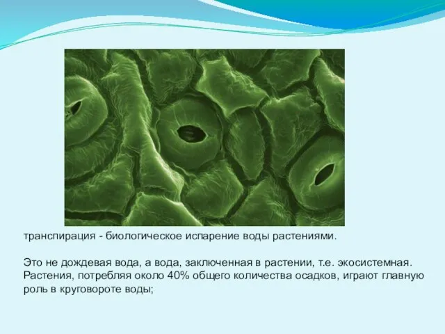 транспирация - биологическое испарение воды растениями. Это не дождевая вода, а