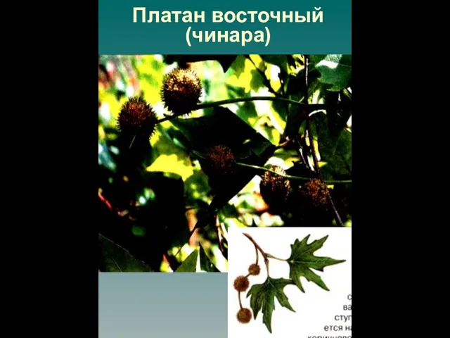 Платан восточный (чинара)