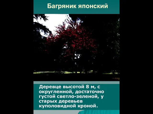 Багряник японский Деревце высотой 8 м, с округленной, достаточно густой светло-зеленой, у старых деревьев куполовидной кроной.