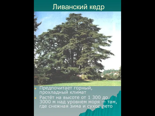 Ливанский кедр Предпочитает горный, прохладный климат Растёт на высоте от 1