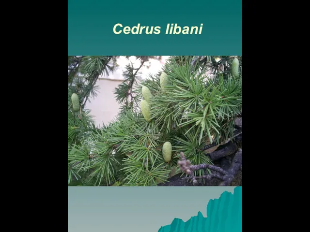 Cedrus libani