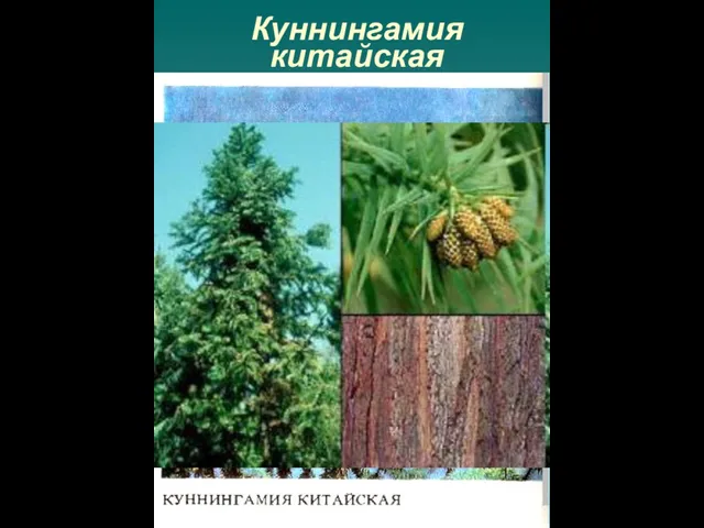 Куннингамия китайская