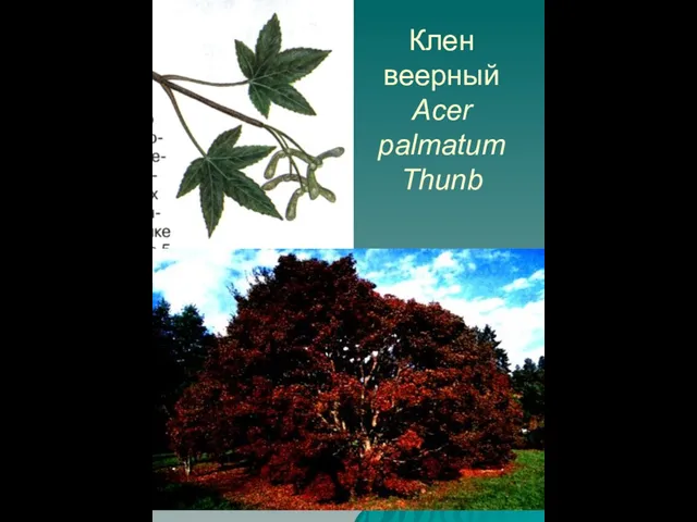 Клен веерный Acer palmatum Thunb