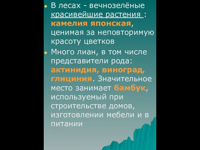 В лесах - вечнозелёные красивейшие растения : камелия японская, ценимая за