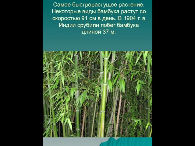 Самое быстрорастущее растение. Некоторые виды бамбука растут со скоростью 91 см
