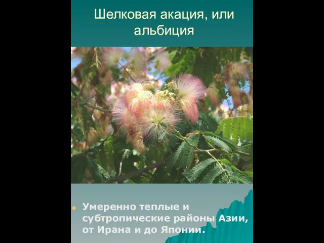 Шелковая акация, или альбиция Умеренно теплые и субтропические районы Азии, от Ирана и до Японии.