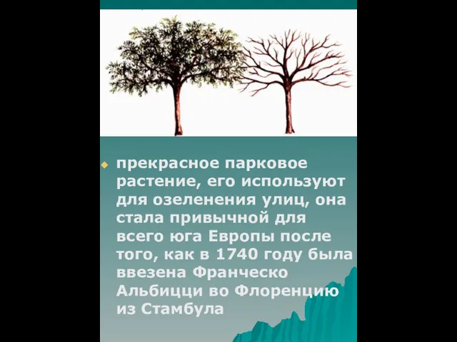 прекрасное парковое растение, его используют для озеленения улиц, она стала привычной