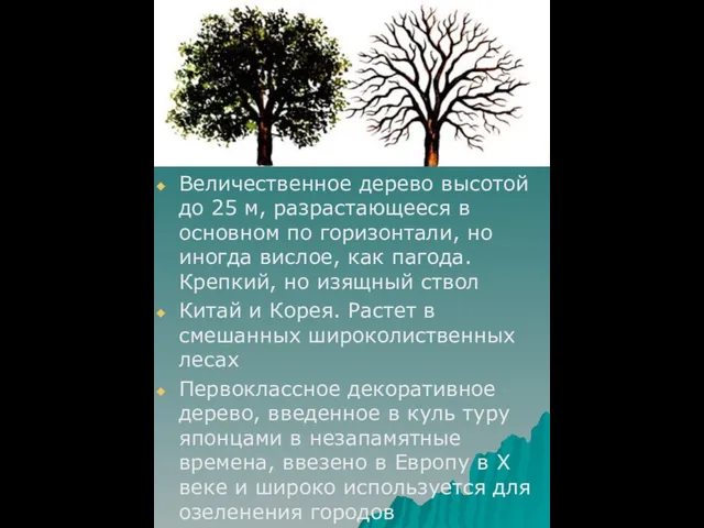 Величественное дерево высотой до 25 м, разрастающееся в основном по горизонтали,