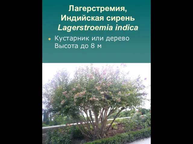 Лагерстремия, Индийская сирень Lagerstroemia indica Кустарник или дерево Высота до 8 м