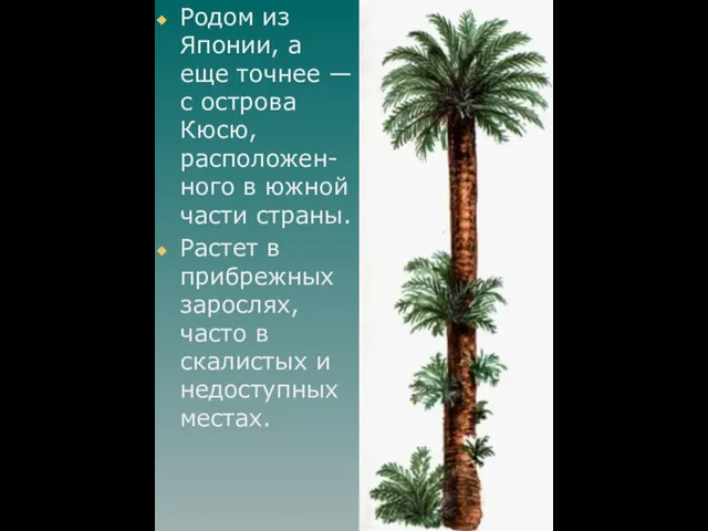 Родом из Японии, а еще точнее — с острова Кюсю, расположен-ного